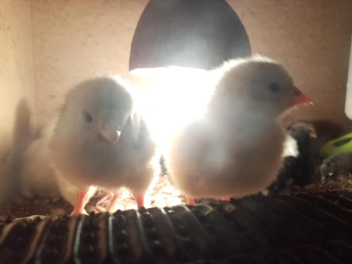 Farma Hermina يليمنيتسي المظهر الخارجي الصورة